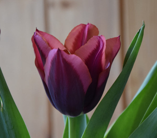 Tulip Slawa