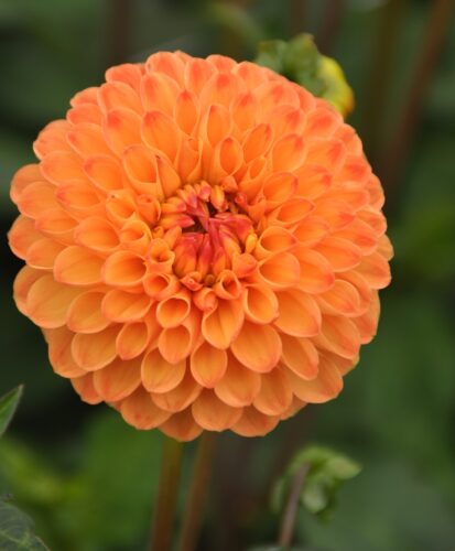 Souvenir d’Ete-10 (st) 1