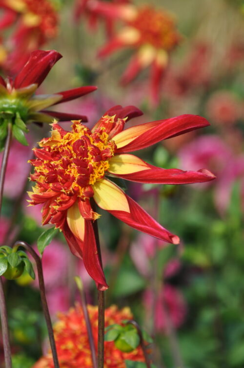 Sparkle Octopus (can use)