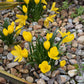 Sternbergia  Lutea var Angustifolia