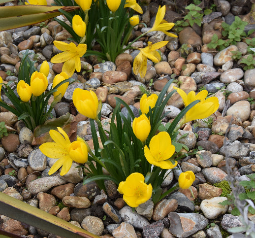 Sternbergia  Lutea var Angustifolia