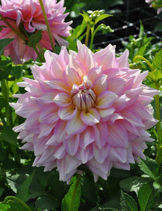 Dahlia Strawberry Ice