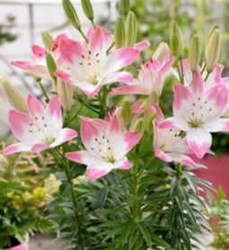 Lilium "Sugar Love"