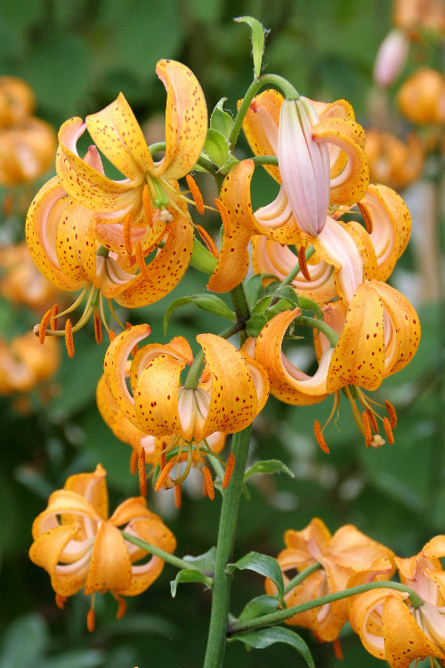 Lilium martagon 'Terrace City' 20/22