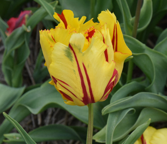 Texas Flame
