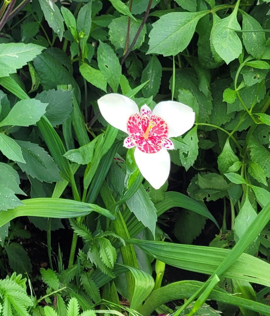 Tigridia pavonia Alba Grandiflora