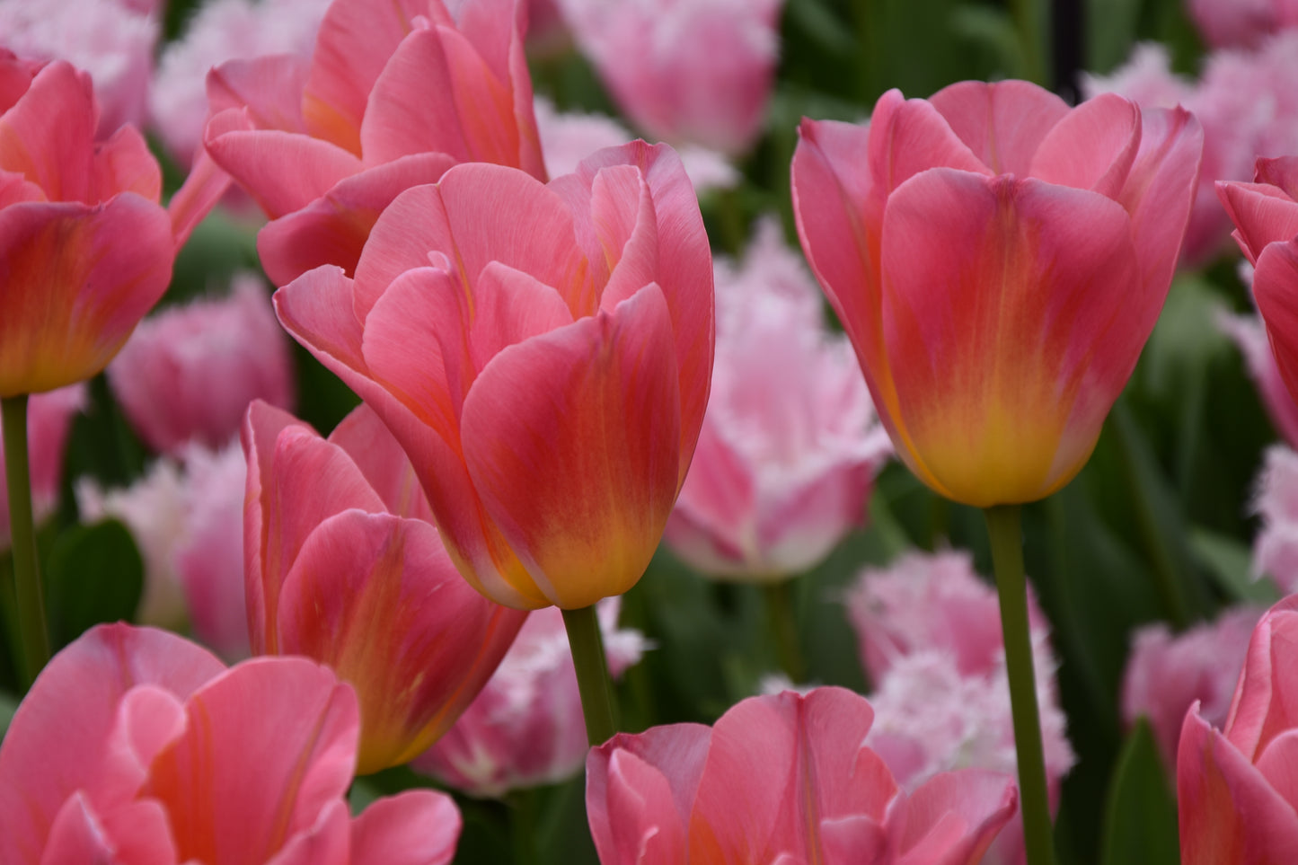 Tulip Tom Pouce