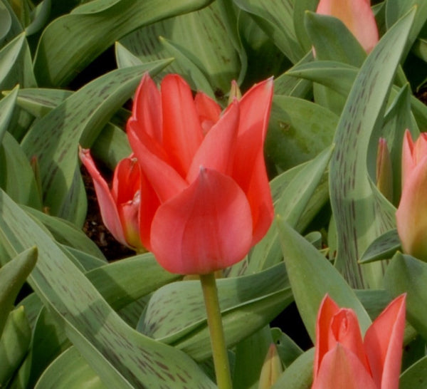 Tulip Toronto AGM