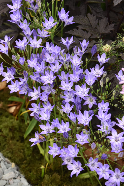 Triteleia laxa' Corrina'