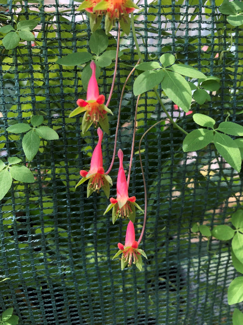 Tropaeolum  pentaphyllum