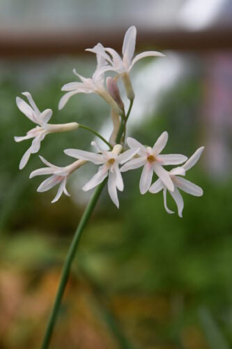 Tulbaghia violacea Alba_1762 (1)