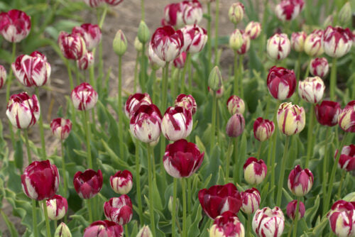 Tulip &#8211; Rembrandt Kievitseitje can use