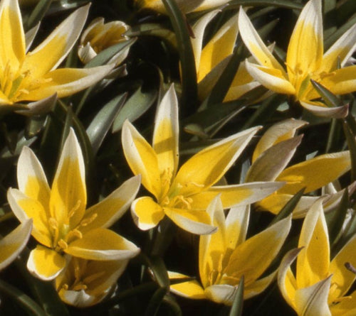 Tulip tarda AGM