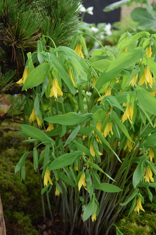 Uvularia grandiflora AGM