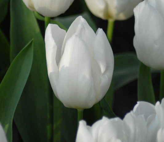 White Prince