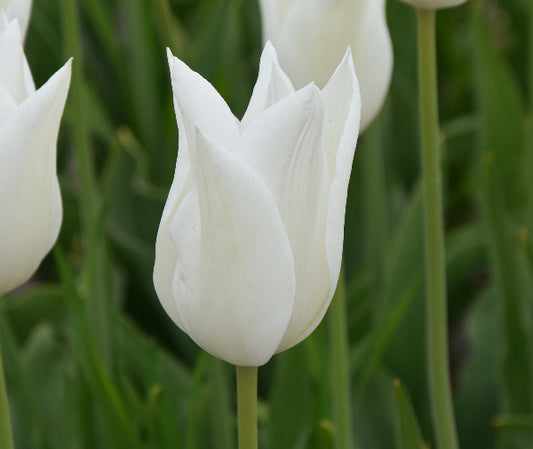 White Triumphator AGM