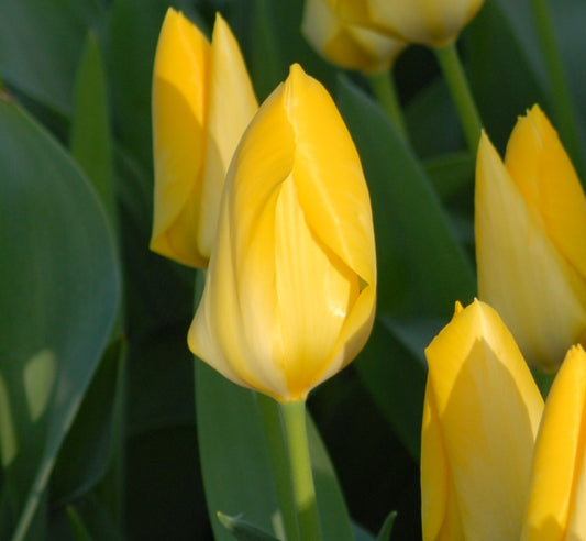 Yellow Purissima
