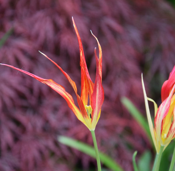 acuminata