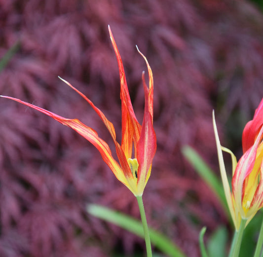 acuminata