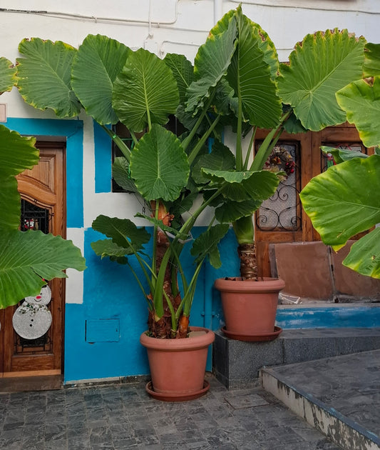 Alocasia macrorrhizos