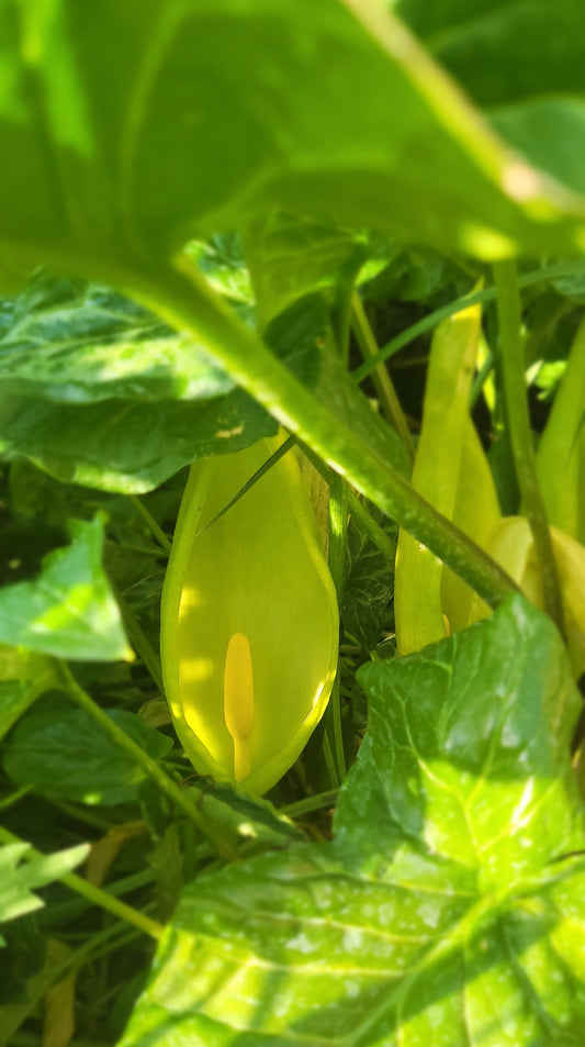 Arum italicum