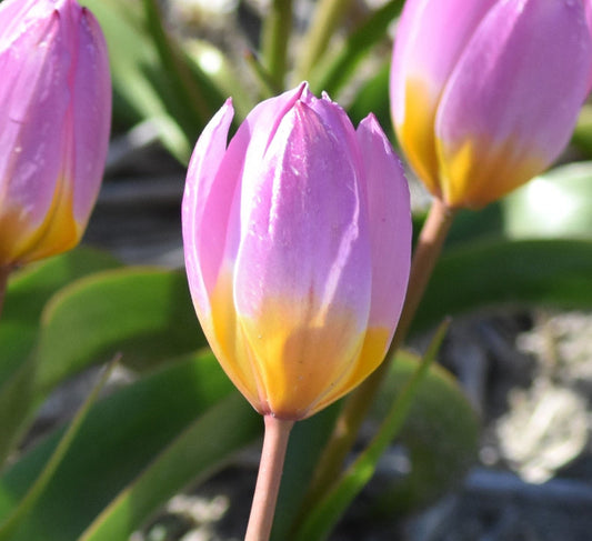 bakeri Lilac Wonder AGM