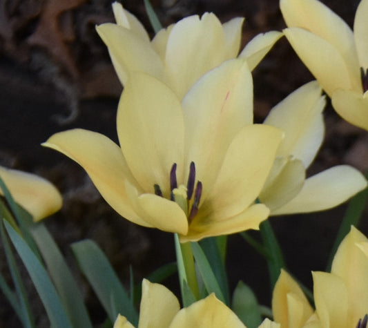 batalinii Bright Gem AGM