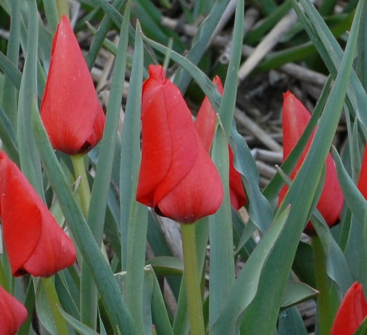 linifolia (batalinii group) Red Hunter AGM