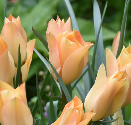 Tulip batalinii Bronze Charm