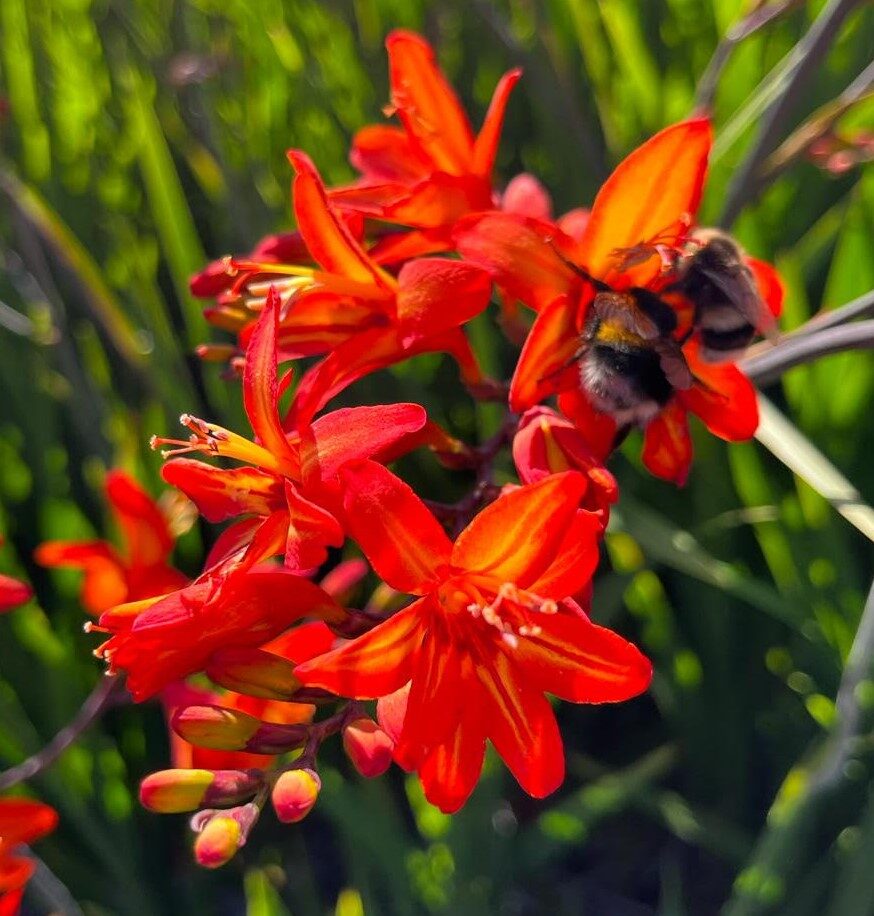crocosmia Scorchio – ok to use 1