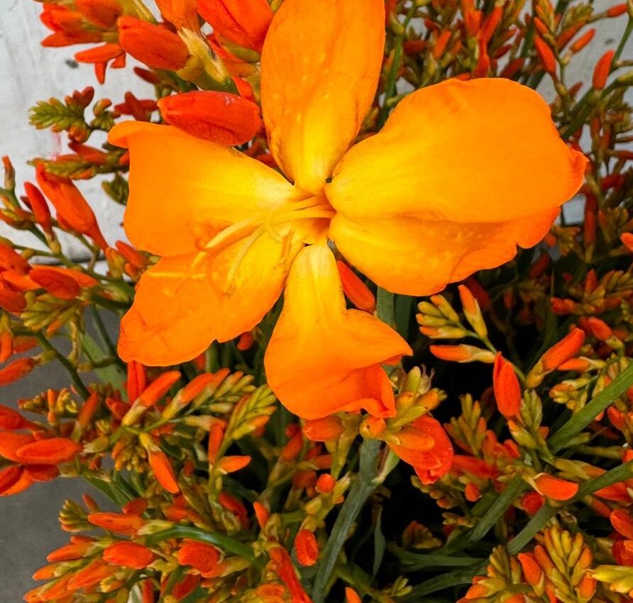 crocosmia disco dancer – ok to use