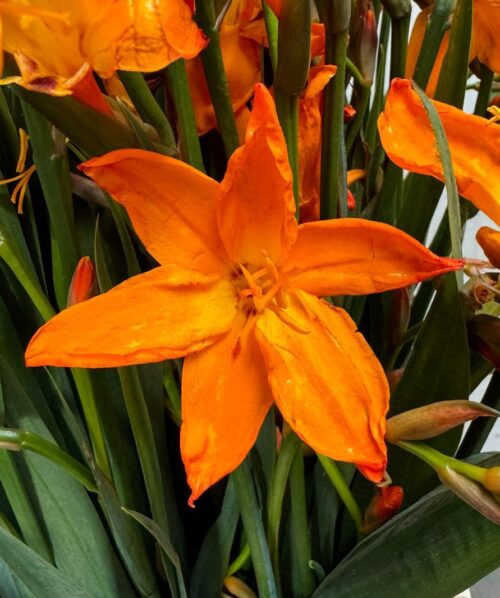 crocosmia star of east – ok to use 1