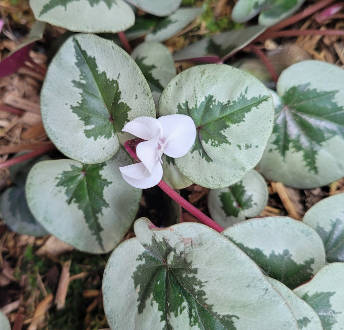 Cyclamen coum Christmas Tree Group white flowers