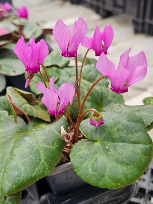 purpurascens AGM