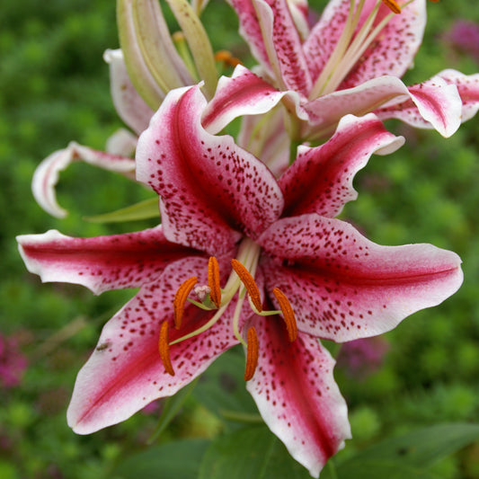 Lilium Dizzy