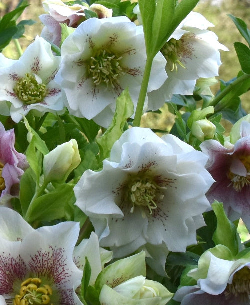 Helleborus orientalis white double