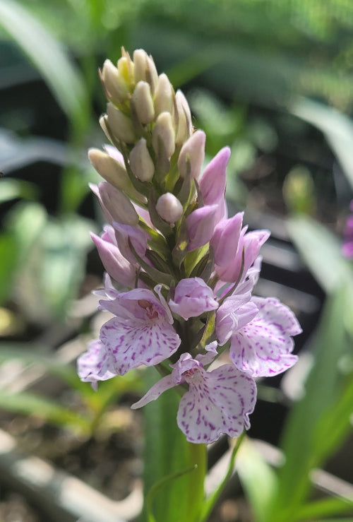 foliosa x podesta