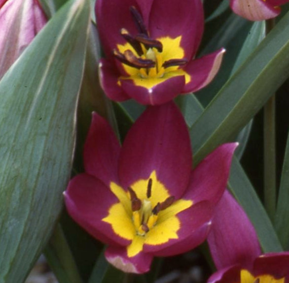 Tulip humilis Odalisque
