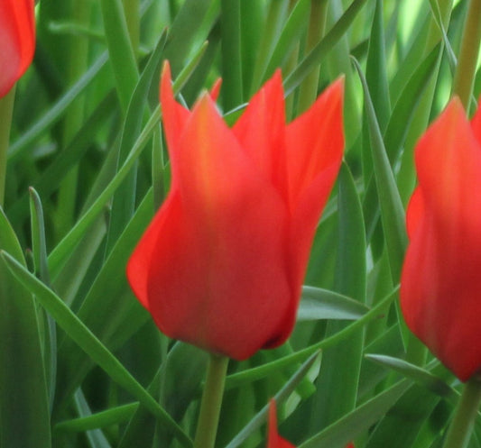 linifolia AGM