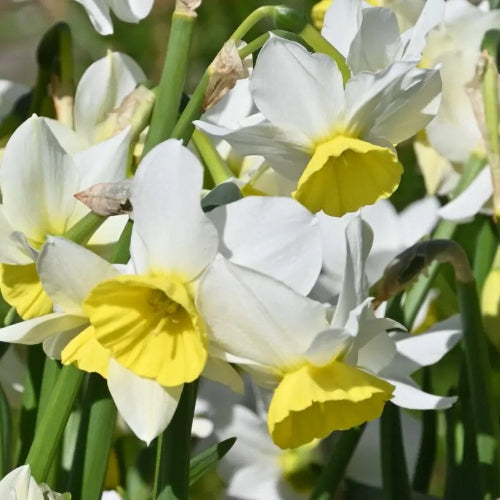 Narcissus 'Jumelée'