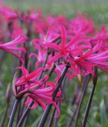 nerine mr Nick – M.