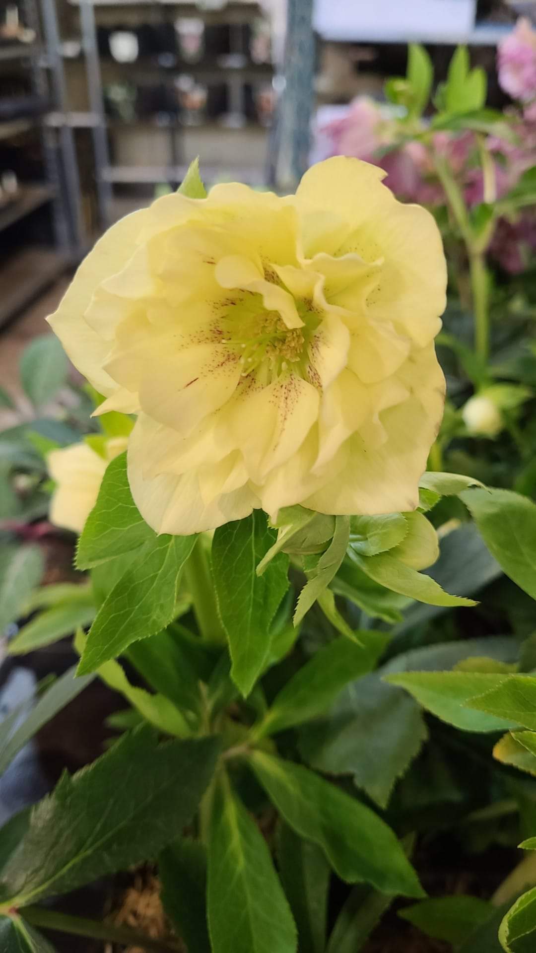 Helleborus mixture 5 pots!! - Finished flowering this Spring!