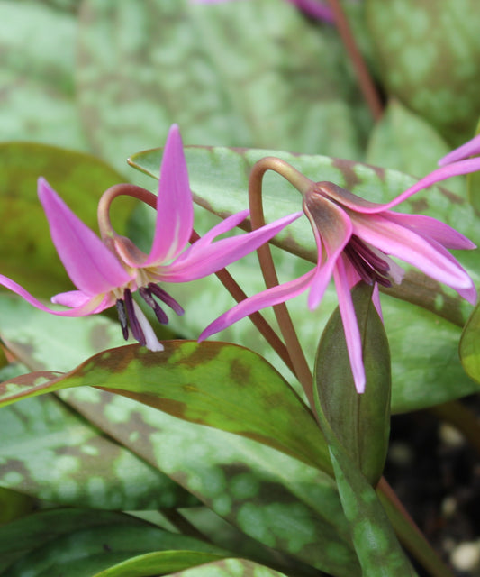 dens-canis "Pink Perfection"