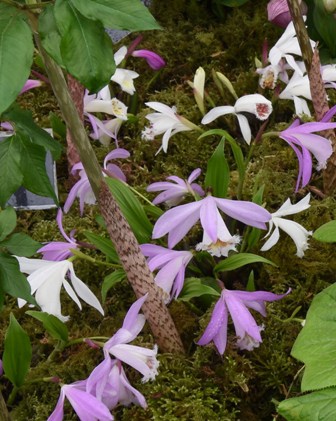 pleione grandiflora mix