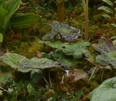 Podophyllum veitchii 'Karasuba'
