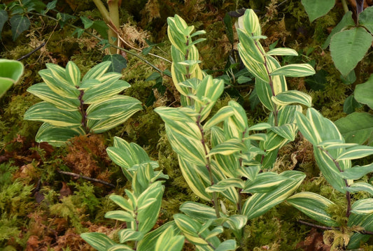 Polygonatum odoratum Yamato Nishiki