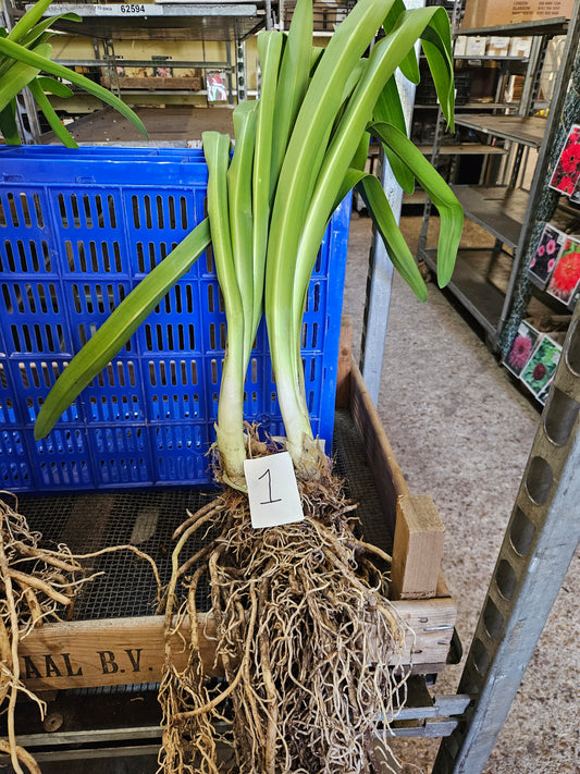 Agapanthus praecox