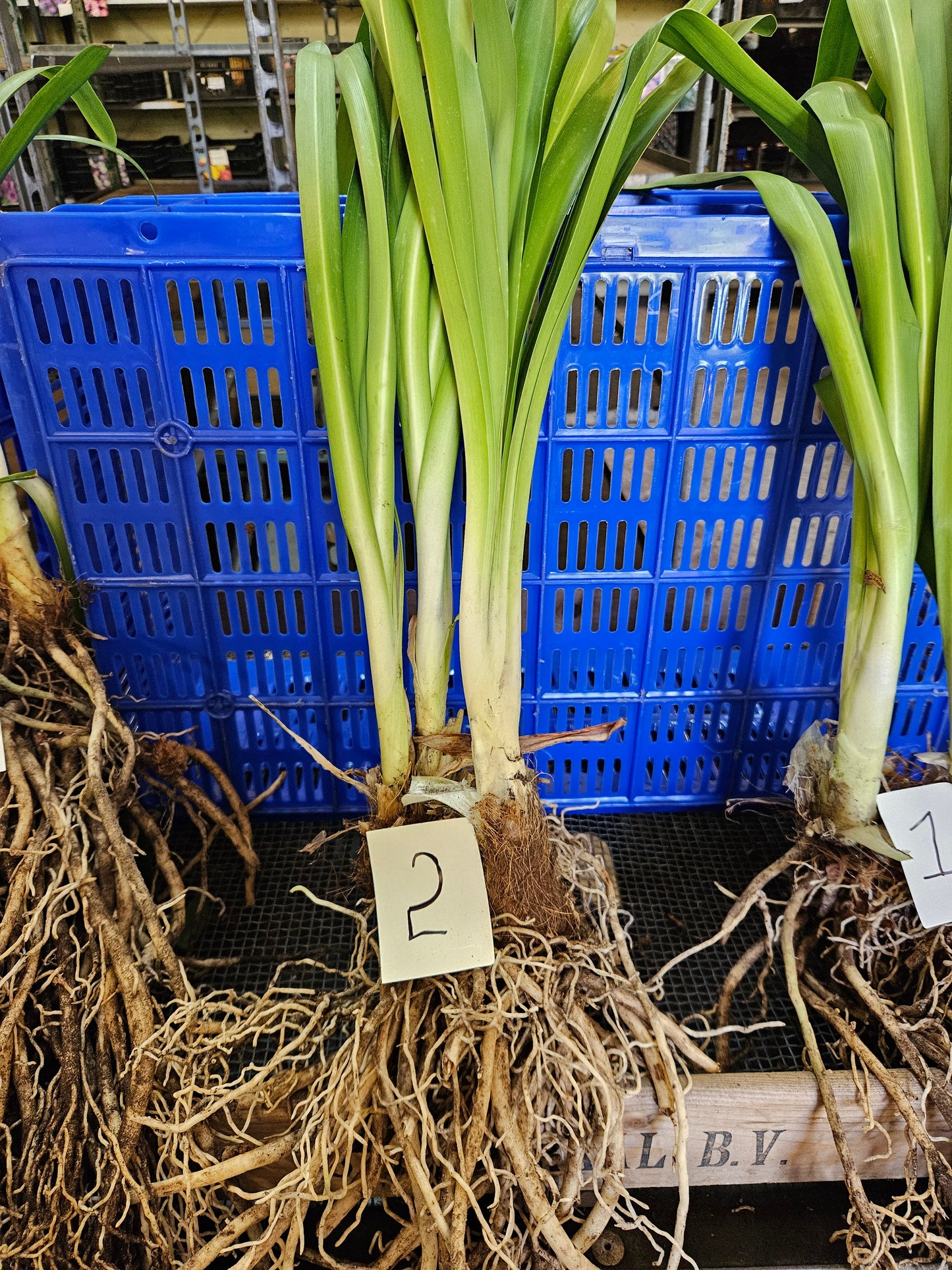 Agapanthus praecox