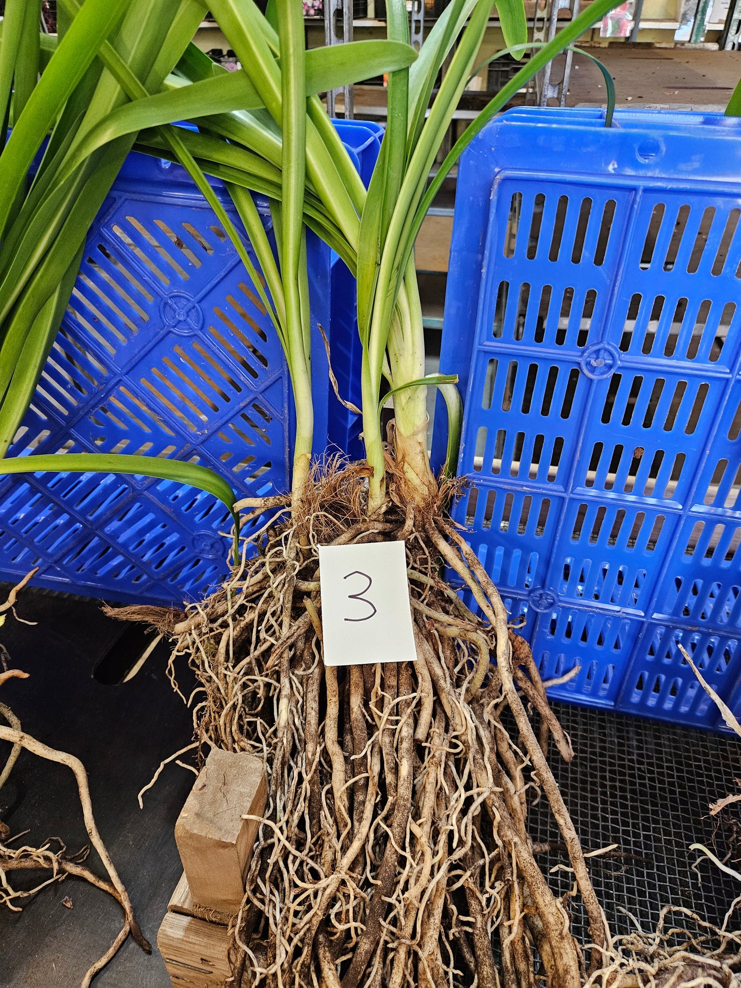 Agapanthus praecox