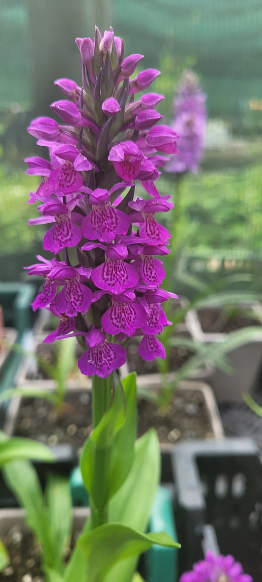 purpurella